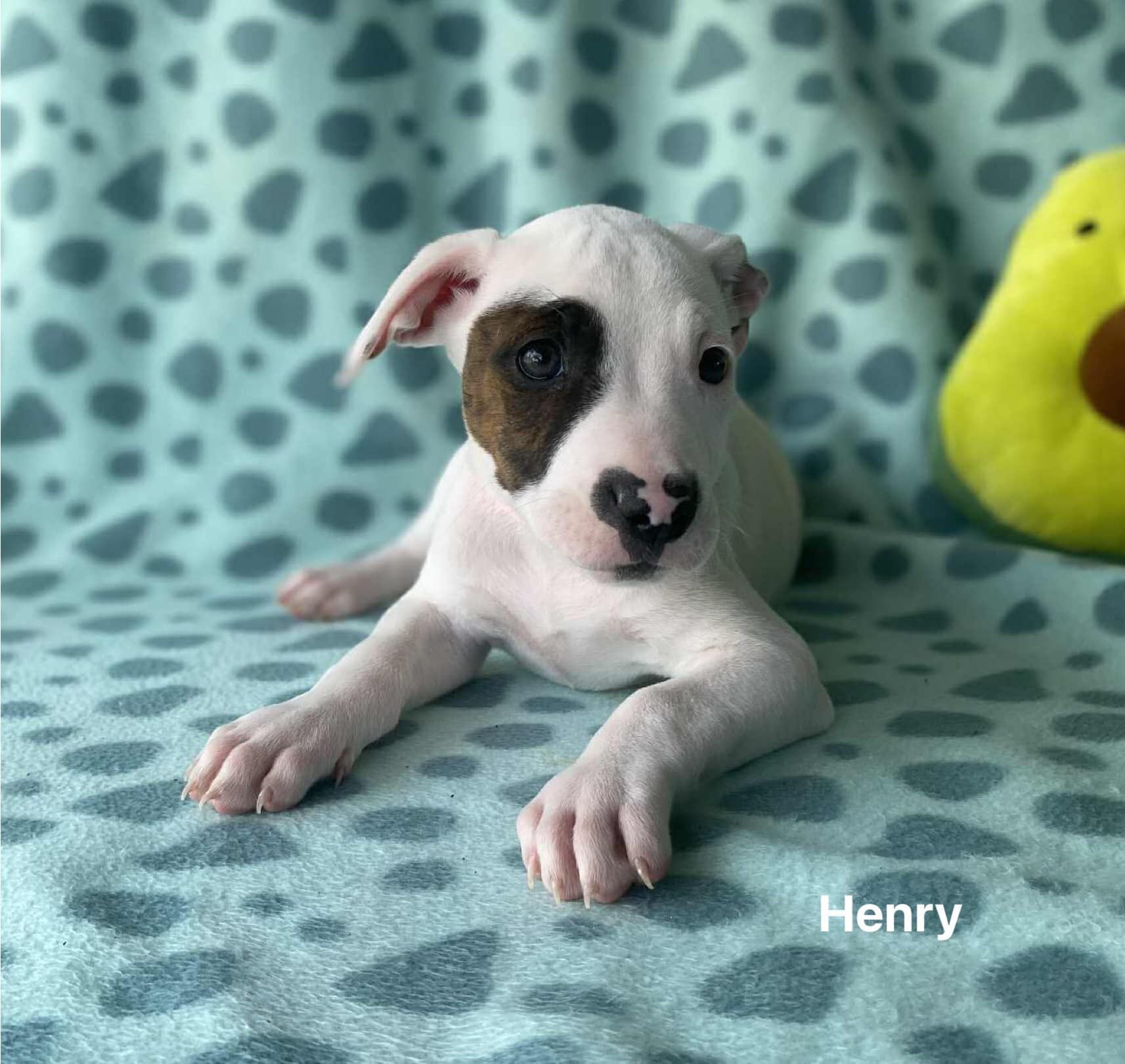 Henry Henry